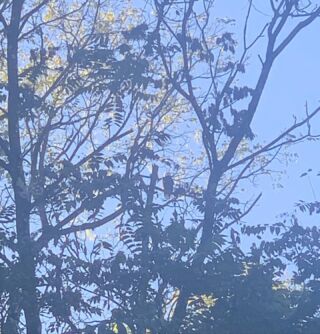 Two entries for “The Worst Photo Ever Taken of an Eagle”. 

Looking straight up on the GAP trail just past Kennywood Park, we spotted this eagle and his partner!

#worsteaglephotoever #sorryeagle #gaptraileagles #pittsburgheagles